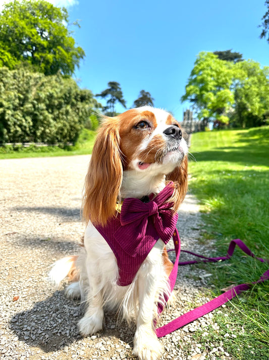 Luxury Regal Berry Dog Harness Set