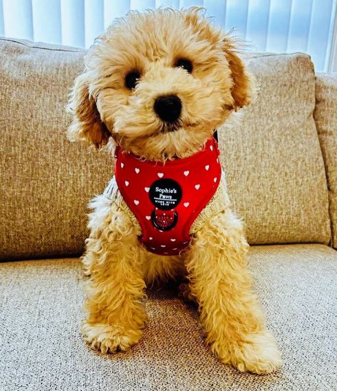 Luxury Red & Hearts Dog Harness Set